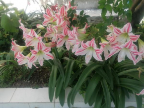 Oasis garden diafani - Dodekanes Diafani
